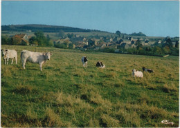 Torgny - Panorama - Rouvroy