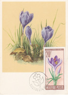 Carte Maximum Hongry Hungary Fleur Flower Crocus 1801 - Maximum Cards & Covers