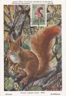 Carte Maximum Hongrie Hungary écureuil Squirrel Pa136 - Maximum Cards & Covers