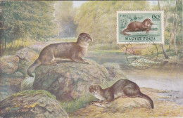 Carte Maximum Hongrie Hungary Loutre Otter Pa140 - Tarjetas – Máximo