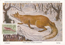 Carte Maximum Hongrie Hungary Renard Fox Pa142 - Cartoline Maximum