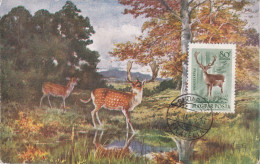 Carte Maximum Hongrie Hungary Daim Deer Pa142 - Cartoline Maximum