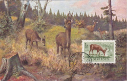 Carte Maximum Hongrie Hungary Chevreuil  Deer Pa143 - Maximum Cards & Covers