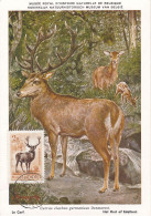 Carte Maximum Hongrie Hungary Cerf Deer Pa145 - Cartoline Maximum