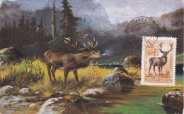 Carte Maximum Hongrie Hungary Cerf Deer Pa145 - Cartoline Maximum