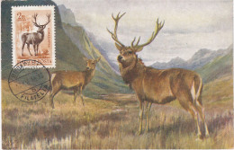 Carte Maximum Hongrie Hungary Cerf Deer Pa145 - Cartes-maximum (CM)