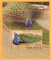 2013 Moldova Moldavie Moldau  Block  Pavo Cristatus  Zoo In Chisinau Mint - Peacocks