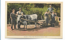 V3666/ Ox-Cart In Rural New Brunswick, Kanada  Canada AK Ca.1930 - Non Classés