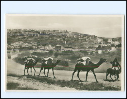 XX16864/ Nazareth Kamele Foto AK  Palästina  Ca. 1930 - Palestine