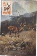 Carte Maximum Hongrie Hungary Cerf Deer Pa145 - Cartoline Maximum
