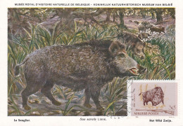 Carte Maximum Hongrie Hungary Chasse Hunting Sanglier Wild Boar 1691 - Maximum Cards & Covers