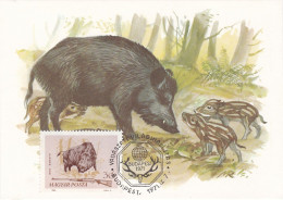 Carte Maximum Hongrie Hungary Chasse Hunting Sanglier Wild Boar 1691 - Maximum Cards & Covers