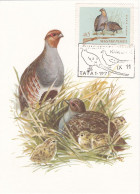 Carte Maximum Hongrie Hungary Chasse Hunting Oiseau Bird Perdrix Partridge 1692 - Cartes-maximum (CM)