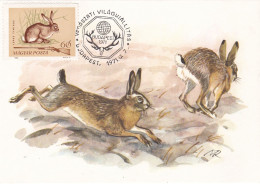 Carte Maximum Hongrie Hungary Chasse Hunting Lièvre Hare 1693 - Cartes-maximum (CM)