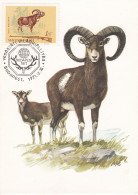 Carte Maximum Hongrie Hungary Chasse Hunting Mouflon  1695 - Cartoline Maximum