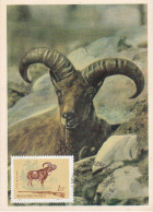 Carte Maximum Hongrie Hungary Chasse Hunting Mouflon  1695 - Tarjetas – Máximo