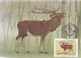 Carte Maximum Hongrie Hungary Chasse Hunting Cerf Deer 1696 - Cartoline Maximum