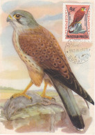 Carte Maximum Hongrie Hungary Oiseau Bird Rapace Raptor Faucon Pa257 - Maximum Cards & Covers