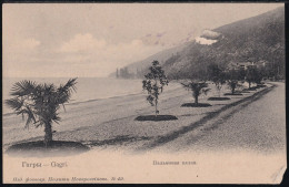 1900-1904 GEORGIA ABKHAZIA GAGRY Palm Alley - Géorgie