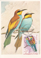 Carte Maximum Hongrie Hungary Oiseau Bird Guépier Bee-eater 1962 - Cartoline Maximum