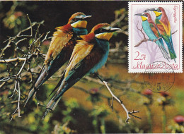 Carte Maximum Hongrie Hungary Oiseau Bird Guépier Bee-eater 1962 - Cartes-maximum (CM)