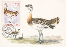 Carte Maximum Hongrie Hungary Oiseau Bird Outarde Bustard 1961 - Maximum Cards & Covers