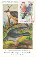 Carte Maximum Hongrie Hungary Oiseau Bird Rapace Raptor Faucon Hawk 1959 - Cartes-maximum (CM)