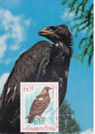 Carte Maximum Hongrie Hungary Oiseau Bird Rapace Raptor Aigle Eagle 1958 - Cartoline Maximum