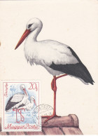 Carte Maximum Hongrie Hungary Oiseau Bird Cigogne Stork 1956 - Maximumkaarten