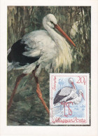 Carte Maximum Hongrie Hungary Oiseau Bird Cigogne Stork 1956 - Cartes-maximum (CM)