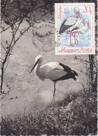 Carte Maximum Hongrie Hungary Oiseau Bird Cigogne Stork 1956 - Maximum Cards & Covers