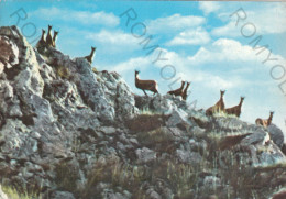 CARTOLINA  C4 PARCO NAZIONALE D'ABRUZZO,L'AQUILA,ABRUZZO-CAMOSCI (RUPICAPRA ORNATA)-MONTAGNA,BELLA ITALIA,VIAGGIATA 1962 - Teramo