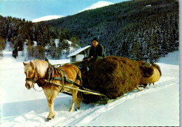 48923 - Berufe - Landwirt , Heuschlitten Mit Haflinger Im Winter - Nicht Gelaufen  - Attelages