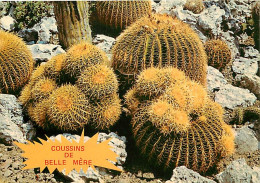 Fleurs - Plantes - Cactus - Cote D'Azur - Jardin Exotique - Coussins De Belle-Mere - Echinocactus Grusonii - CPM - Voir  - Cactus