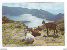 Portugal S. Miguel Açores N°44 Lac Du Feu En 1975 VOIR ZOOM Chèvres Avec Clochette - Açores