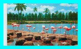 A918 / 173 MIAMI Flamingos And Nests At Hialeah Race Course - Miami