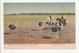 CP ARGENTINE Recuerdo De Misiones Juntado Avestruzes (autruches) - Argentinië