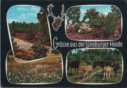 105356 - Lüneburger Heide - 1981 - Lüneburger Heide
