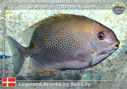 1093 Legoland Billund Atlantis By Sea Life, DK - Deepbody Spinefoot (Siganus Guttatus) - Dänemark