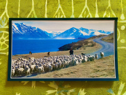 Queenstown - Sheep On The Road  - New-Zealand - Nouvelle-Zélande