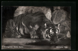 AK Berlin, Sibirischer Tiger Im Zoologischen Garten  - Tigri