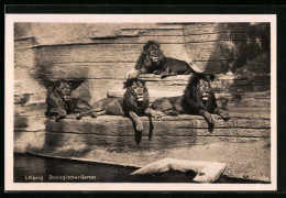 AK Leipzig, Löwen Im Zoo In Der Sonne  - Tigers
