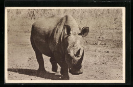 AK White Rhino, Nashorn In Steppenlandschaft  - Rhinoceros