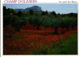 CPM Champ D'oliviers Au Pied Des Baux - Arbres
