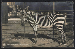 AK Berlin, Zebra Im Aussengehege Des Zoos  - Cebras