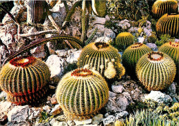 Fleurs - Plantes - Cactus - Principauté De Monaco - Le Jardin Exotique - Echimocactus Grusonii  - Coussin De Belle Mère  - Sukkulenten