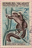 Madagascar (Rep) Poste Obl Yv: 357 Mi:467 Hapalemur Griseus Lémurien (cachet Rond) - Madagascar (1960-...)