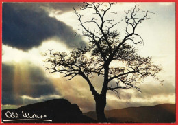 Arbre - Photo De Albert Monier - Carte écrite BE - Monier