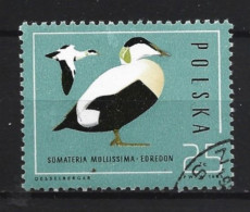 Polen 1985 Bird Y.T. 2813 (0) - Used Stamps