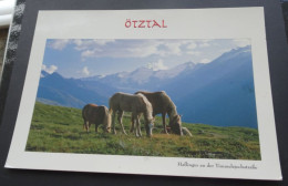 Ötztal - Haflinger An Der Timmelsjochstrasse - Auf Der Angerer Alpe, Obergurgl - Photo Lohmann, Ötz - # S 00/51 - Imst